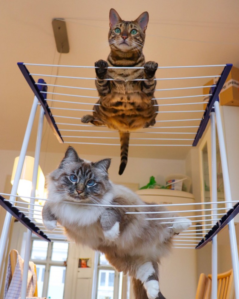 Юморные коты