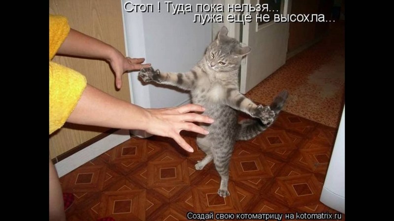 Котики приколы