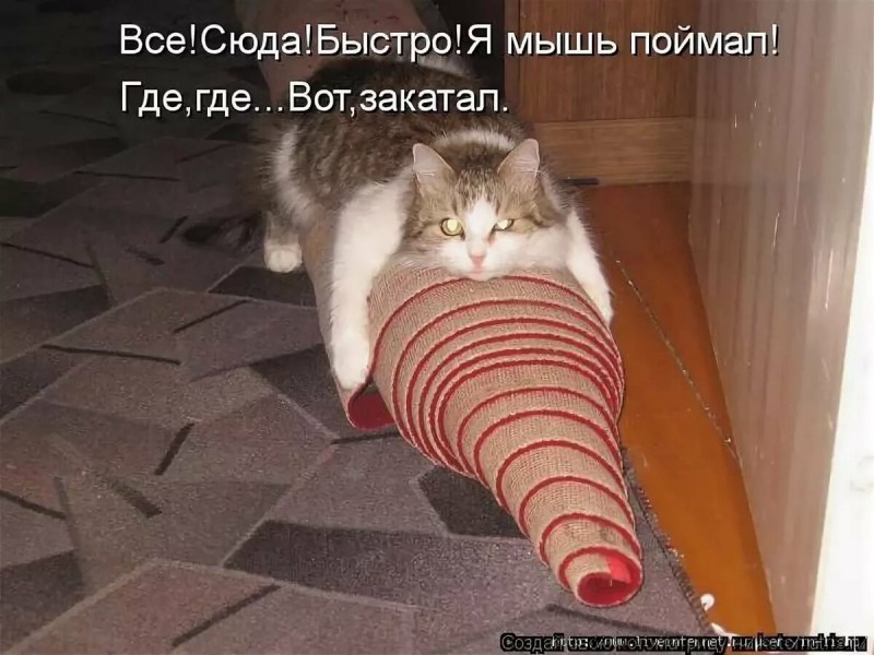 Приколы с котами