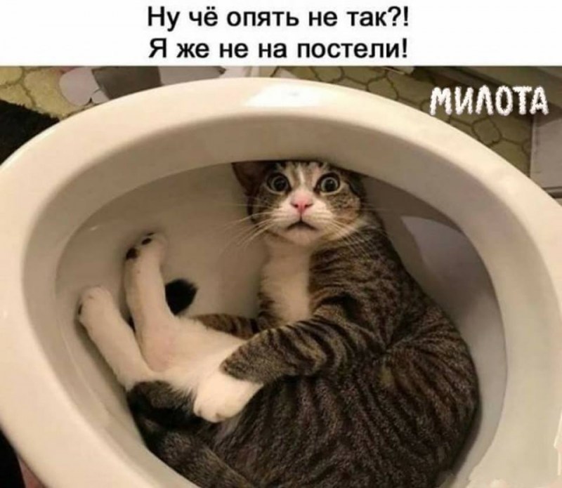 Шутки про котов