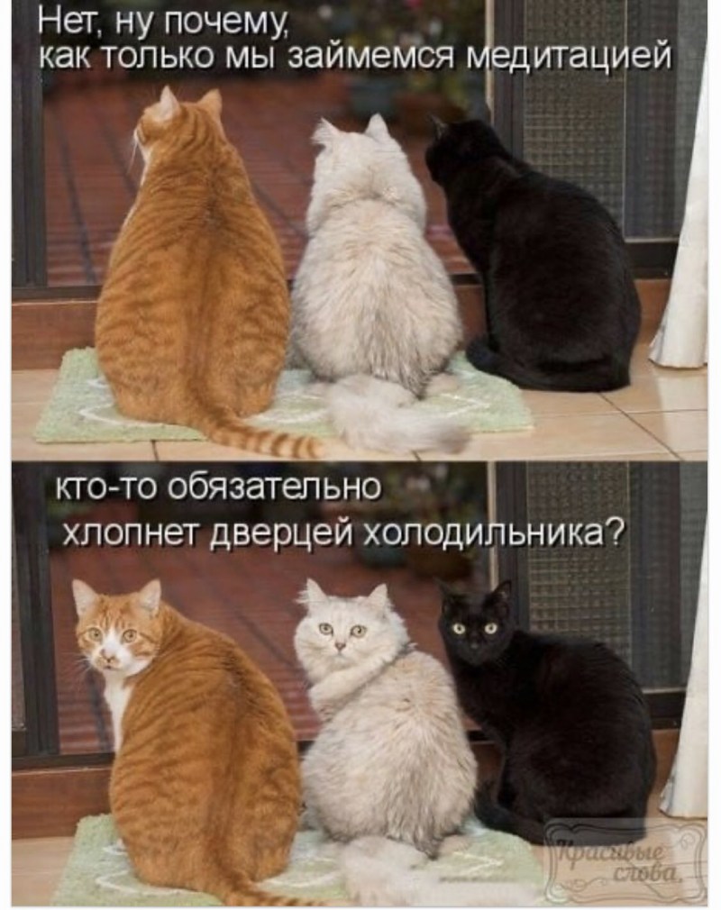 Кошачий юмор
