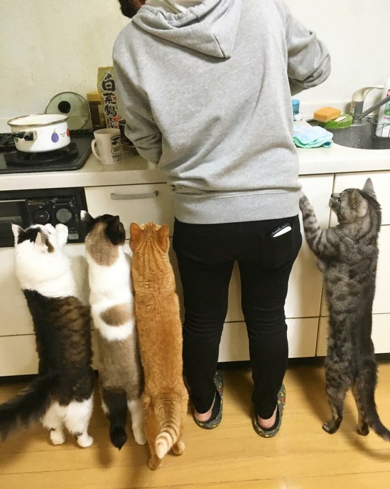 Прикольчики про котов