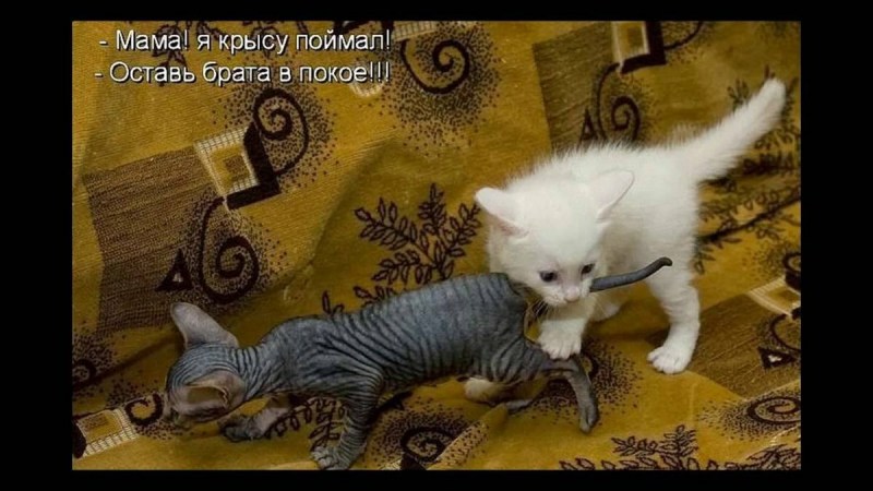 Коты смешно