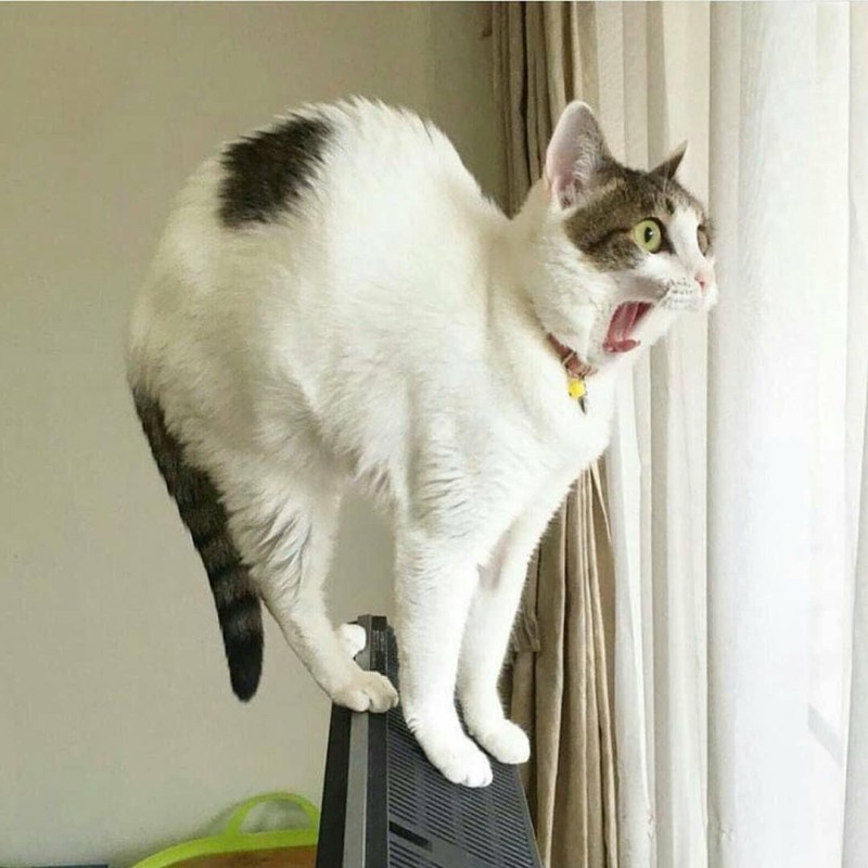Котики приколы с надписями