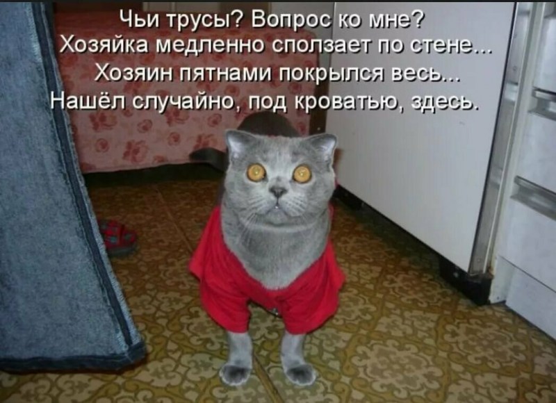 Смешные истории про животных