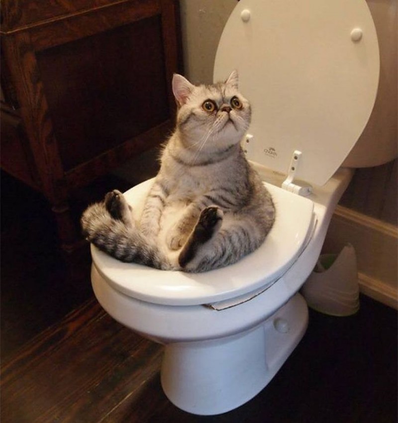 Кот сидит на унитазе