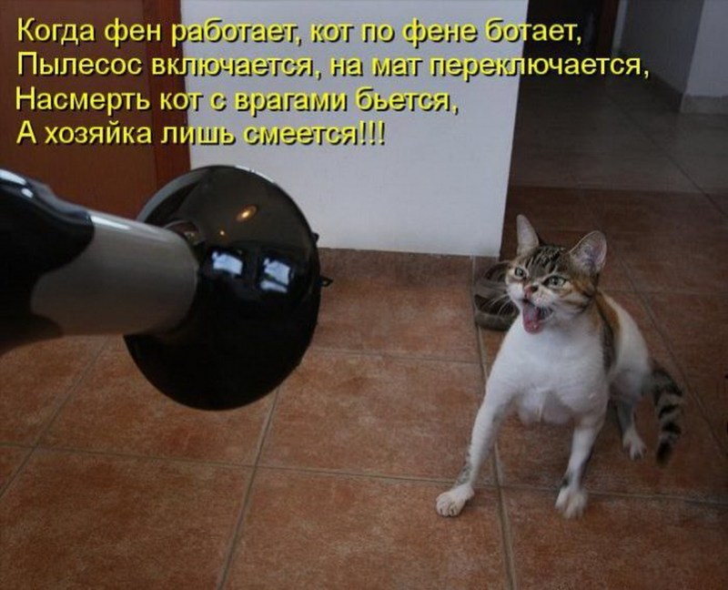Защита докторской кот