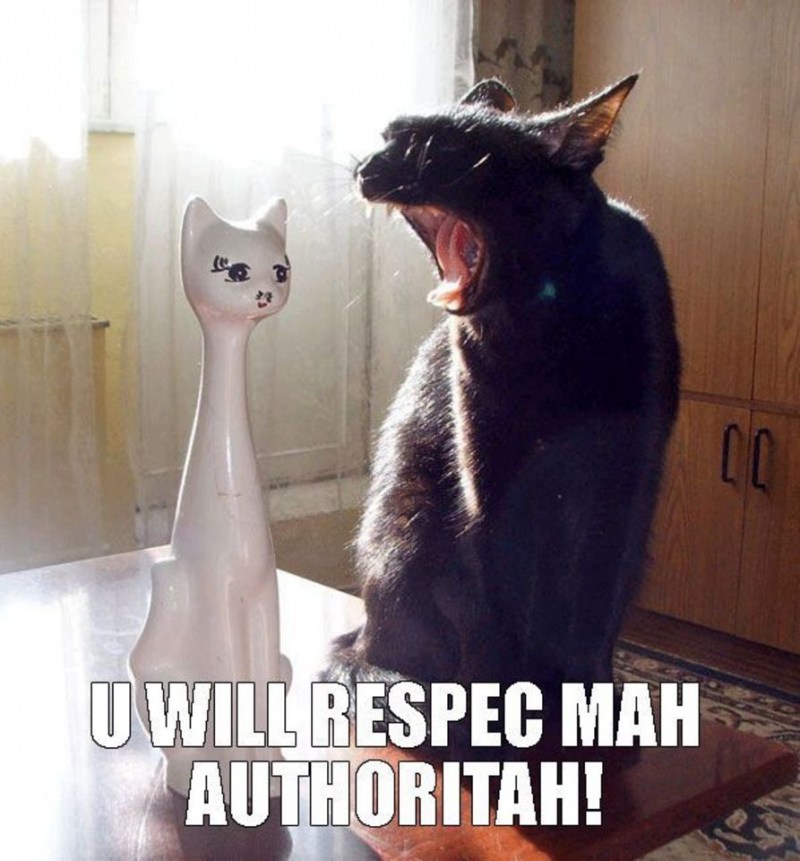Кот и еда