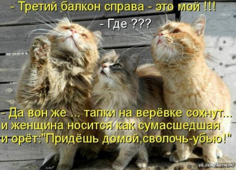 Анекдоты с котами с картинками