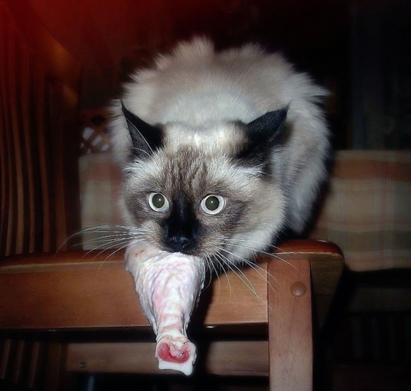 Смешные коты с надписями