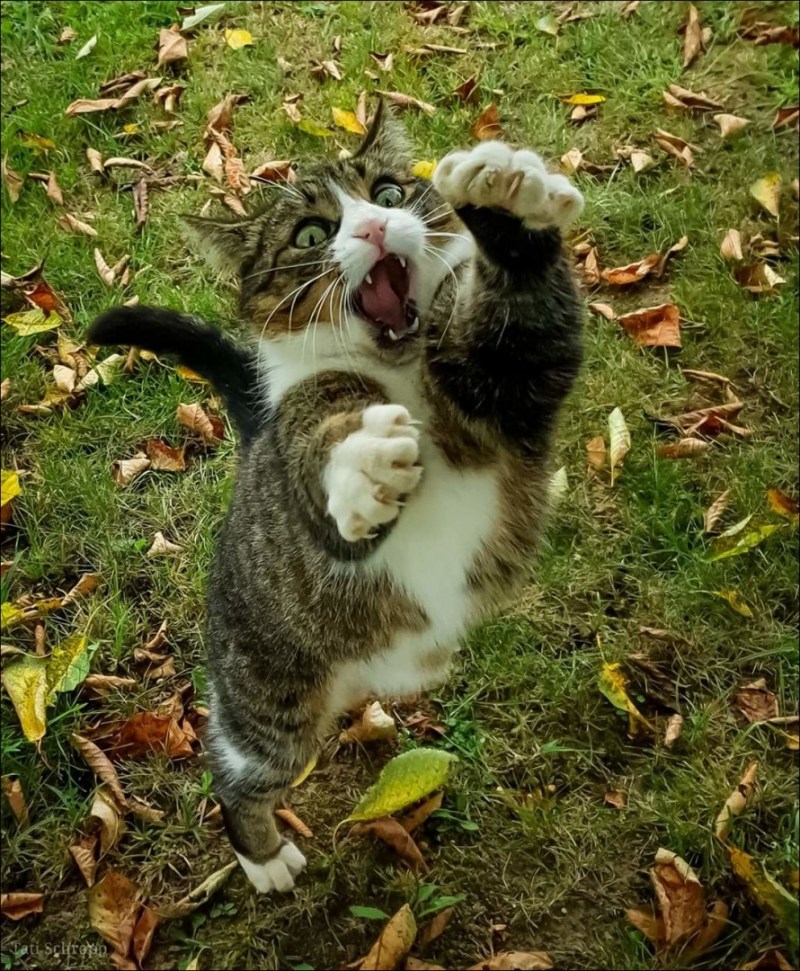 Приколы с котами