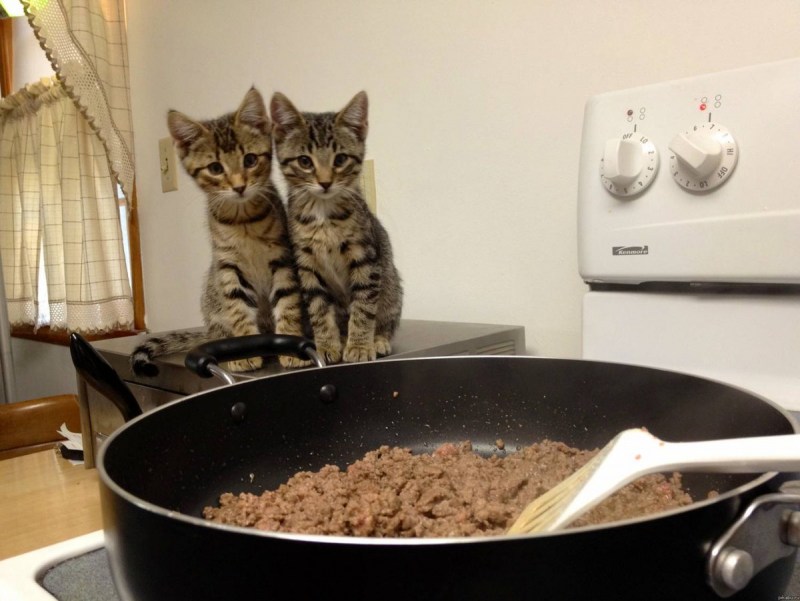 Котики приколы с надписями