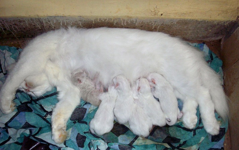 Кошка может родить котят