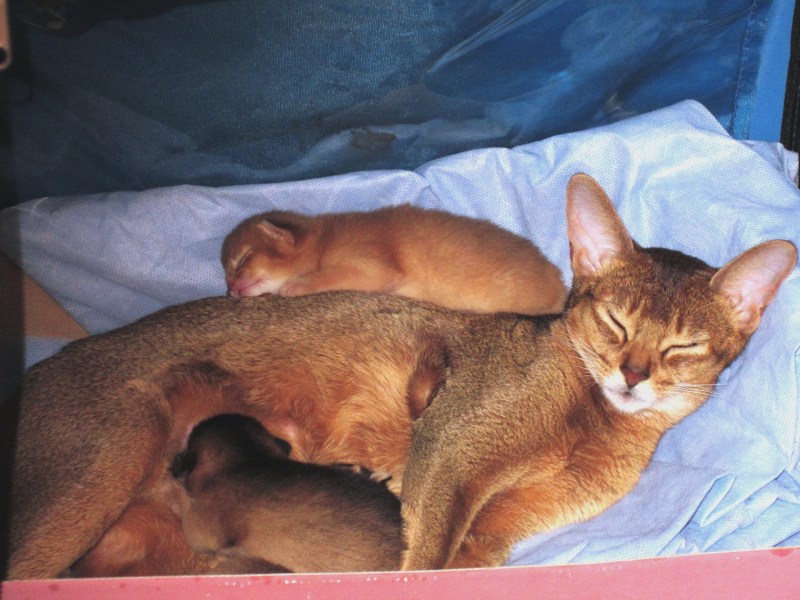 Котенок родился преждевременно