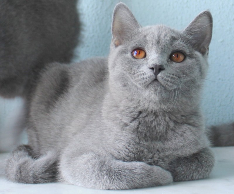Шотландская кошечка страйт