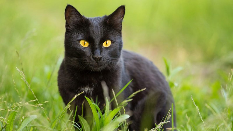 Кот черный ностальгия