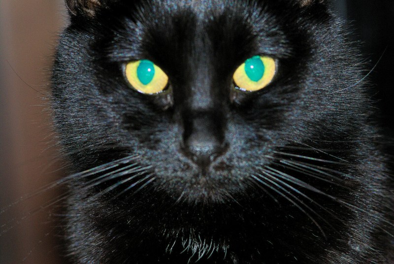 Чёрный кот
