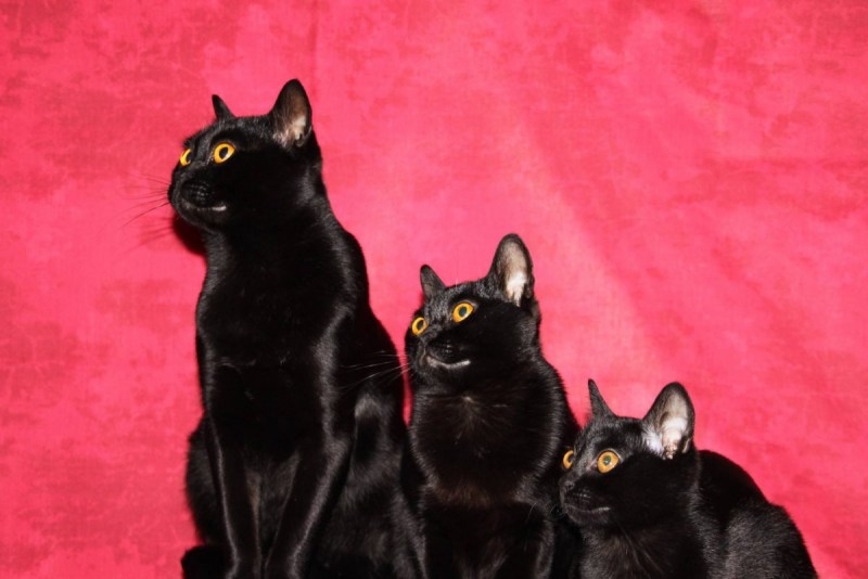 Черные коты