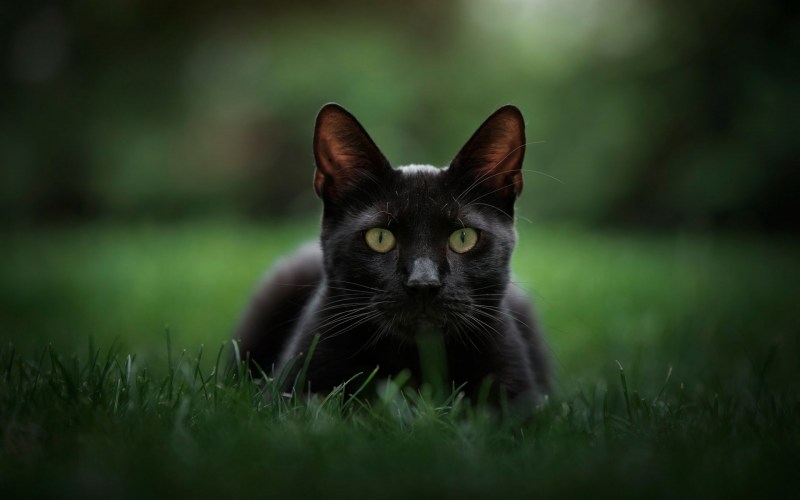 Бомбейская кошка