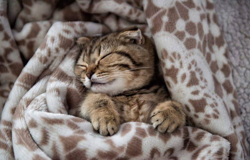 Кот на покрывале