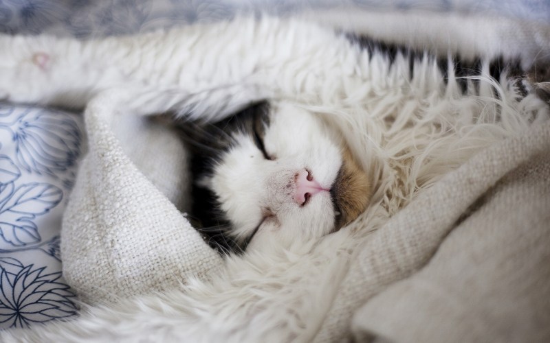 Котенок спит под одеялом