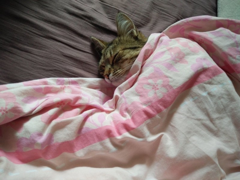 Котенок спит под одеялом