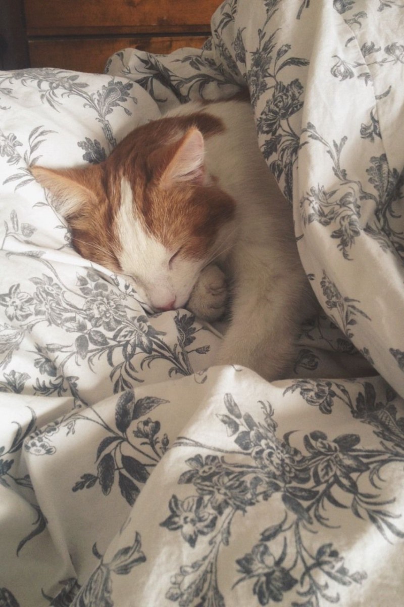 Котик под одеялом