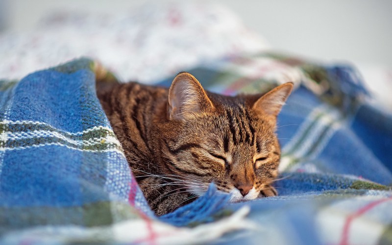 Милые спящие котики