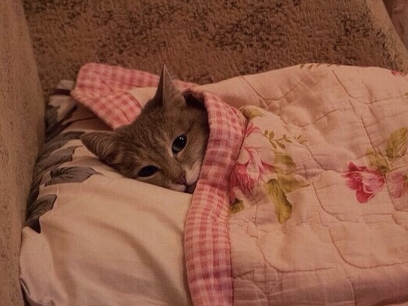 Кот под одеялом