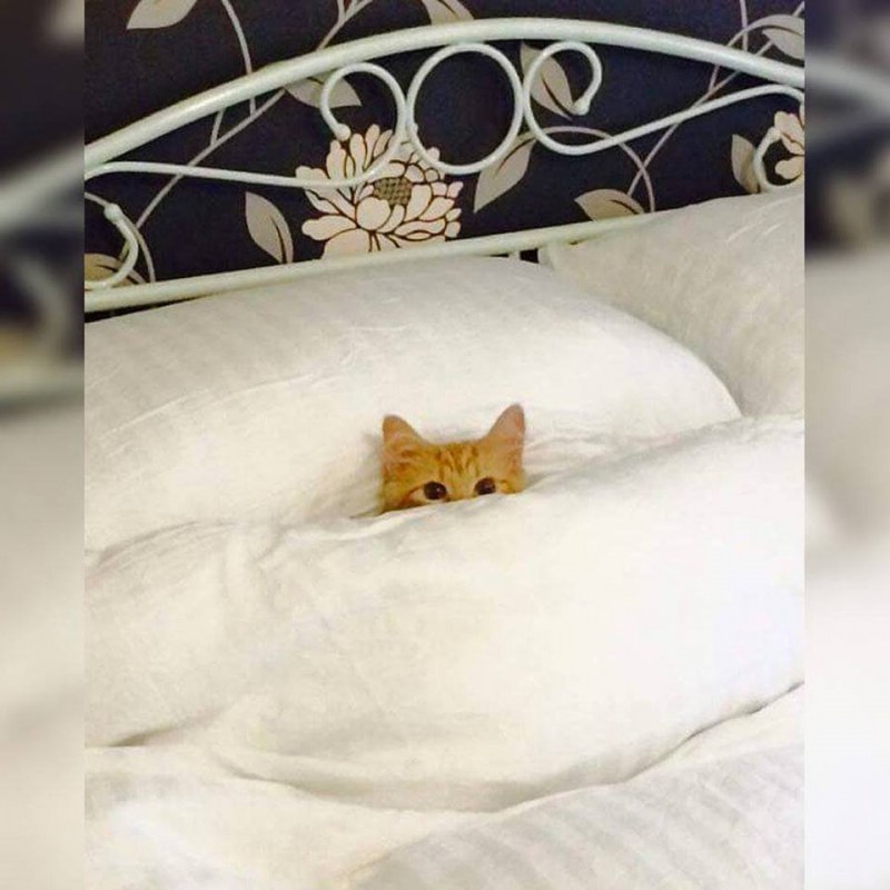 Кот под одеялом