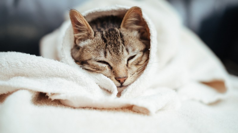Котенок в одеяле