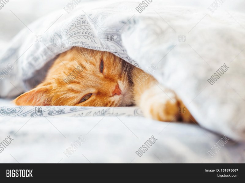 Рыжий котенок спит под одеялом