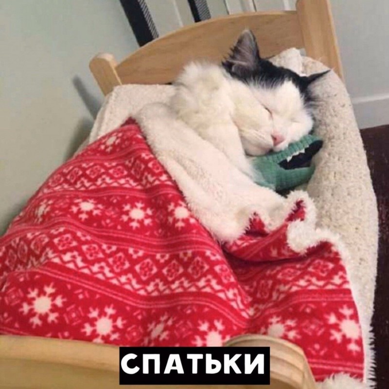 Котик в кровати
