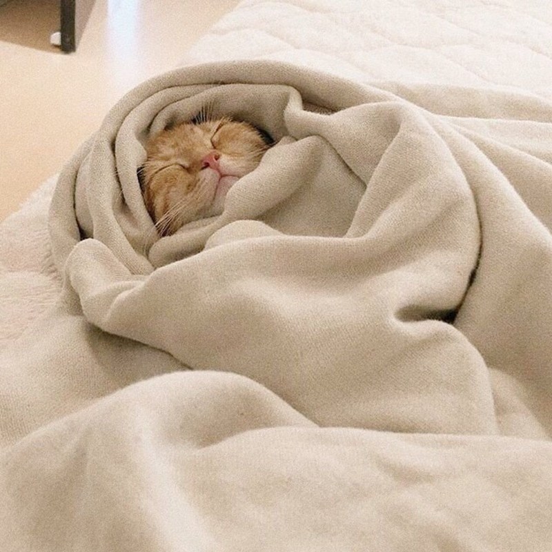 Кот укутанный в одеяло