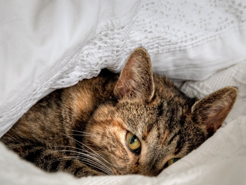 Кошка лежит