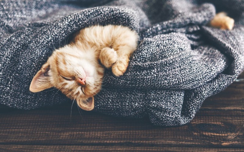 Котик спит