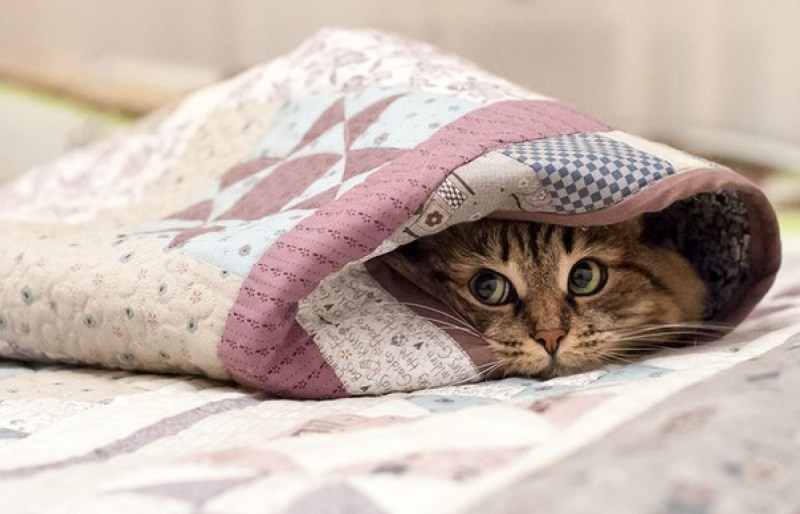Кот под одеялом