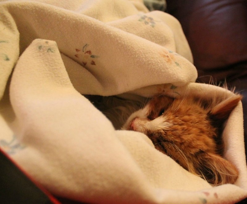 Котенок под одеялом