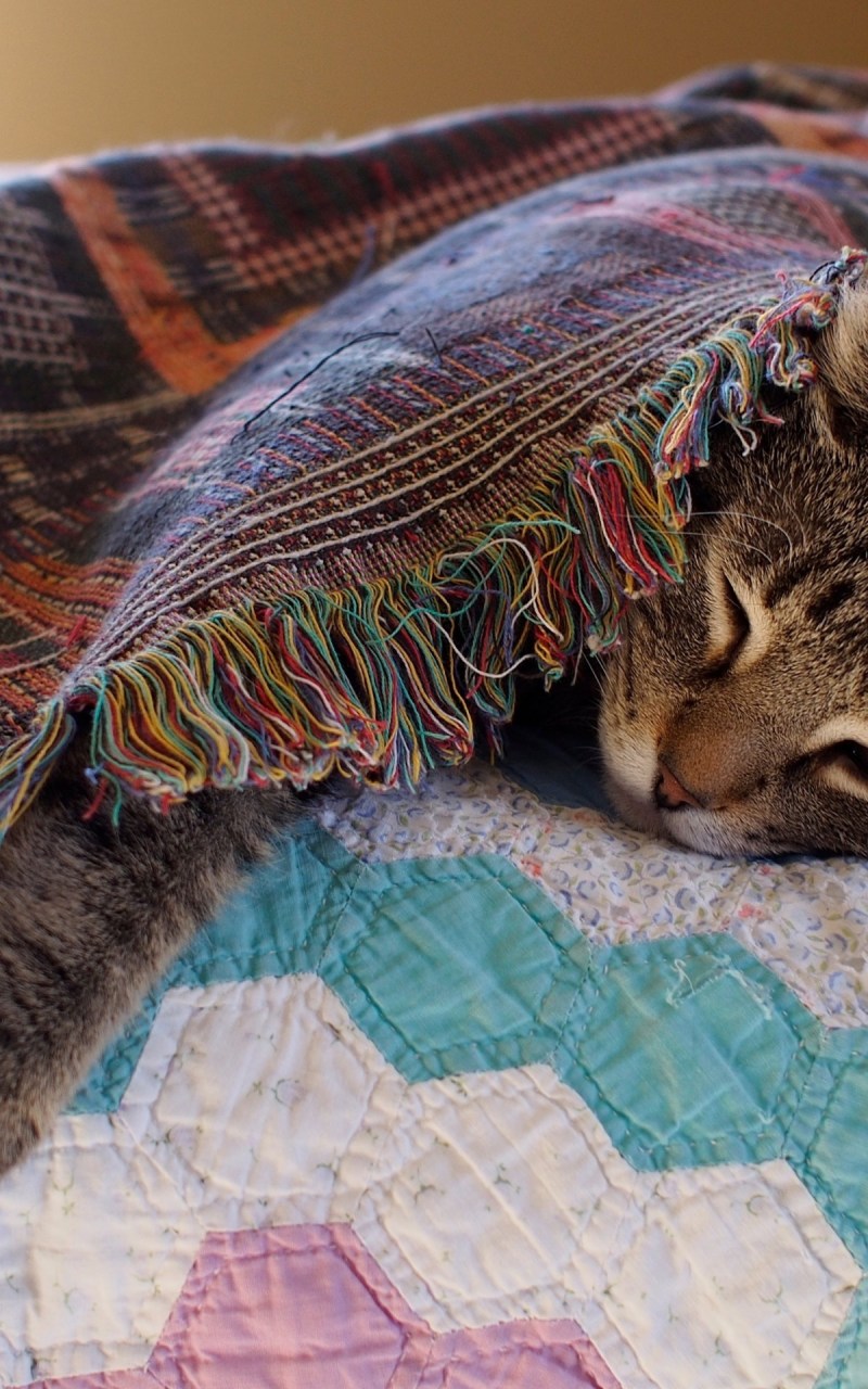 Коты спят
