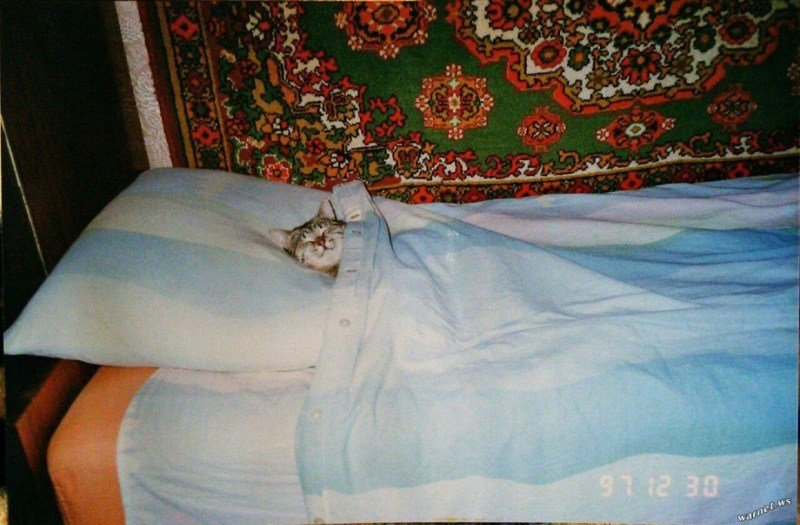 Кот спит под одеялом