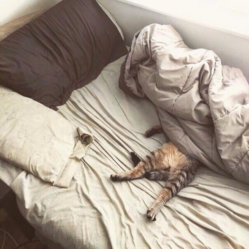 Кот спит в одеяле