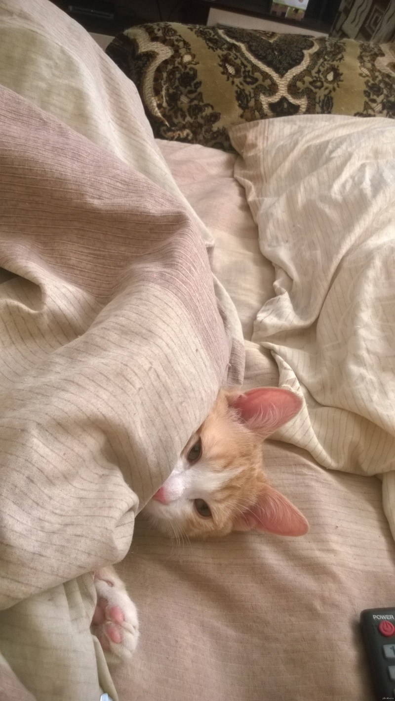 Коты спят под одеялом