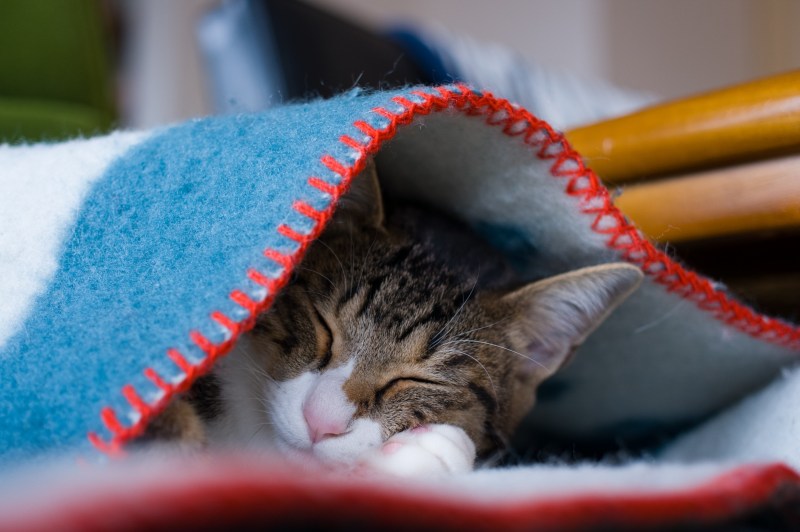 Спящие коты