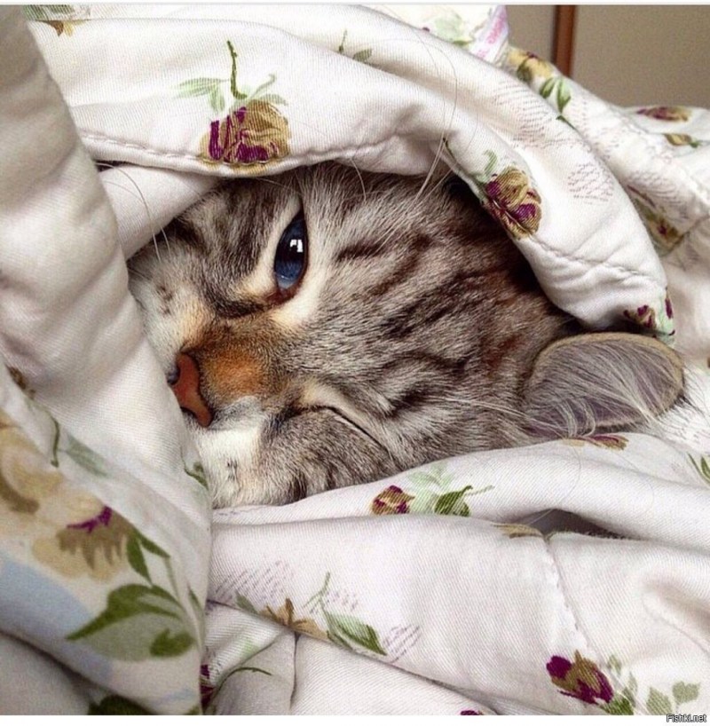Кошечка проснулась