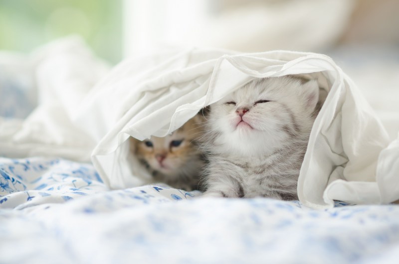 Котенок под одеялом