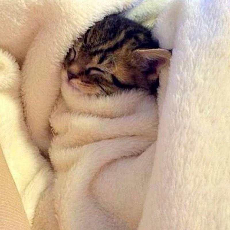 Котенок под одеялом