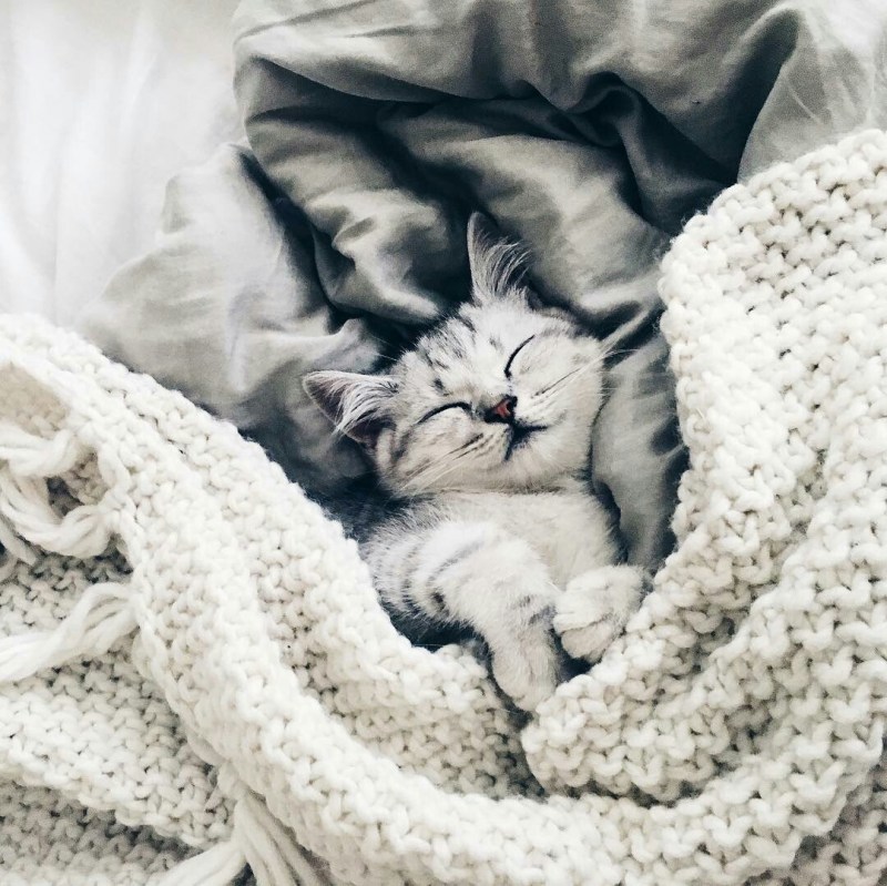 Котенок под одеялом