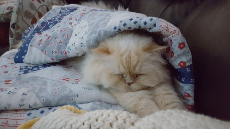 Кот спит в одеяле