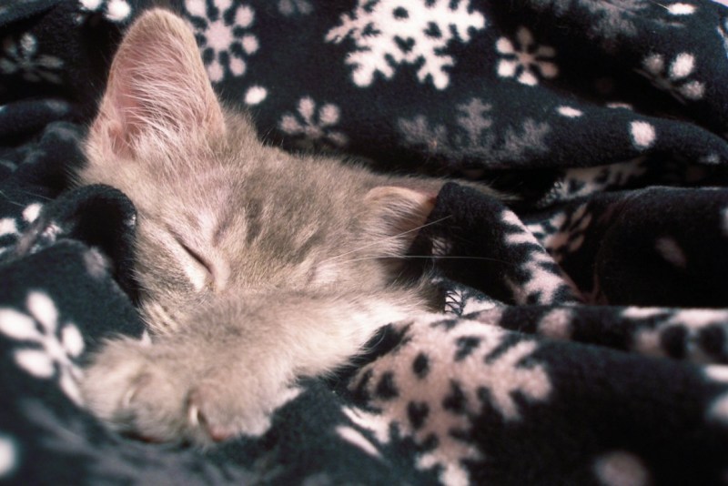 Кошачьи сны