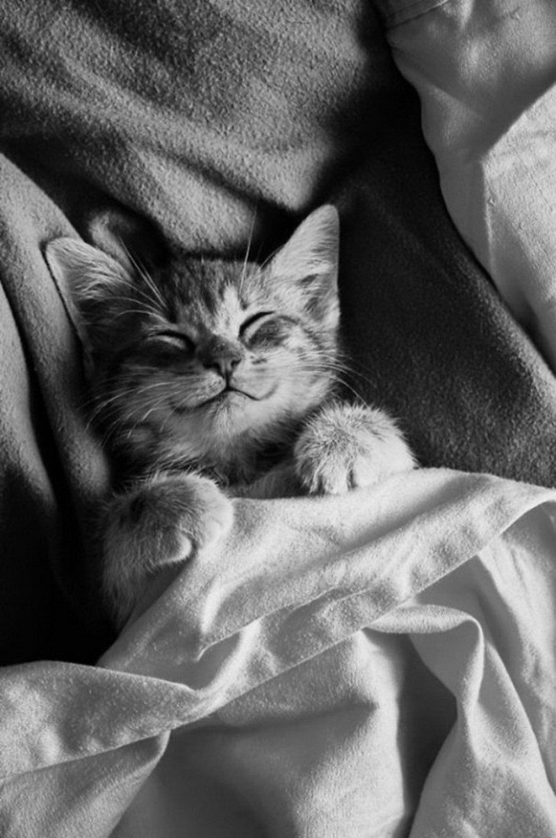 Спящий котик